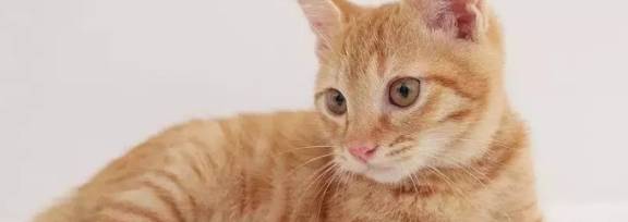 法甲联赛是什么意思_猫咪叫是什么意思法甲联赛是什么意思?猫咪嗷呜叫是什么意思