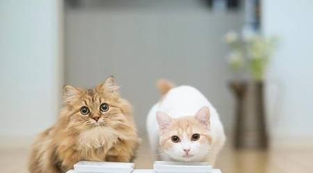 法甲联赛是什么意思_猫咪叫是什么意思法甲联赛是什么意思?猫咪嗷呜叫是什么意思