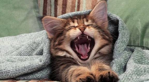 法甲联赛是什么意思_猫咪叫是什么意思法甲联赛是什么意思?猫咪嗷呜叫是什么意思