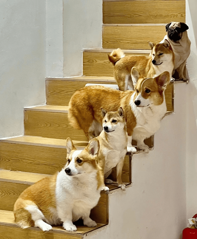 买球的正规网站_买汽车买球的正规网站,正规的4s店贷款买车最低首付能多少?