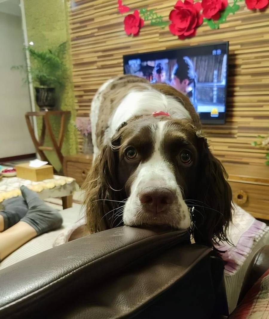 皇冠信用网去哪里弄_“养狗”和“不养狗”的人皇冠信用网去哪里弄，过的生活是不一样的