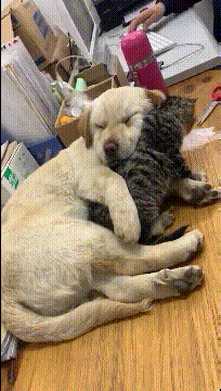 怎么弄皇冠信用_轻松一刻:用了这么久的表情包怎么弄皇冠信用,今天终于见到真人版了,哈哈哈