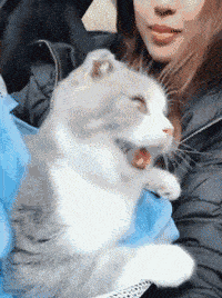 怎么弄皇冠信用_轻松一刻:用了这么久的表情包怎么弄皇冠信用,今天终于见到真人版了,哈哈哈