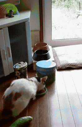 怎么弄皇冠信用_轻松一刻:用了这么久的表情包怎么弄皇冠信用,今天终于见到真人版了,哈哈哈