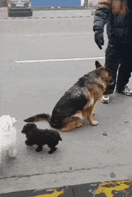 怎么弄皇冠信用_轻松一刻:用了这么久的表情包怎么弄皇冠信用,今天终于见到真人版了,哈哈哈