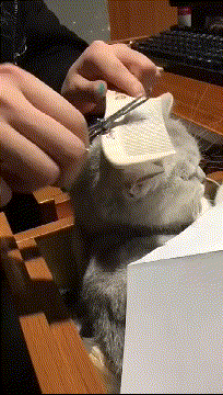 怎么弄皇冠信用_轻松一刻:用了这么久的表情包怎么弄皇冠信用,今天终于见到真人版了,哈哈哈