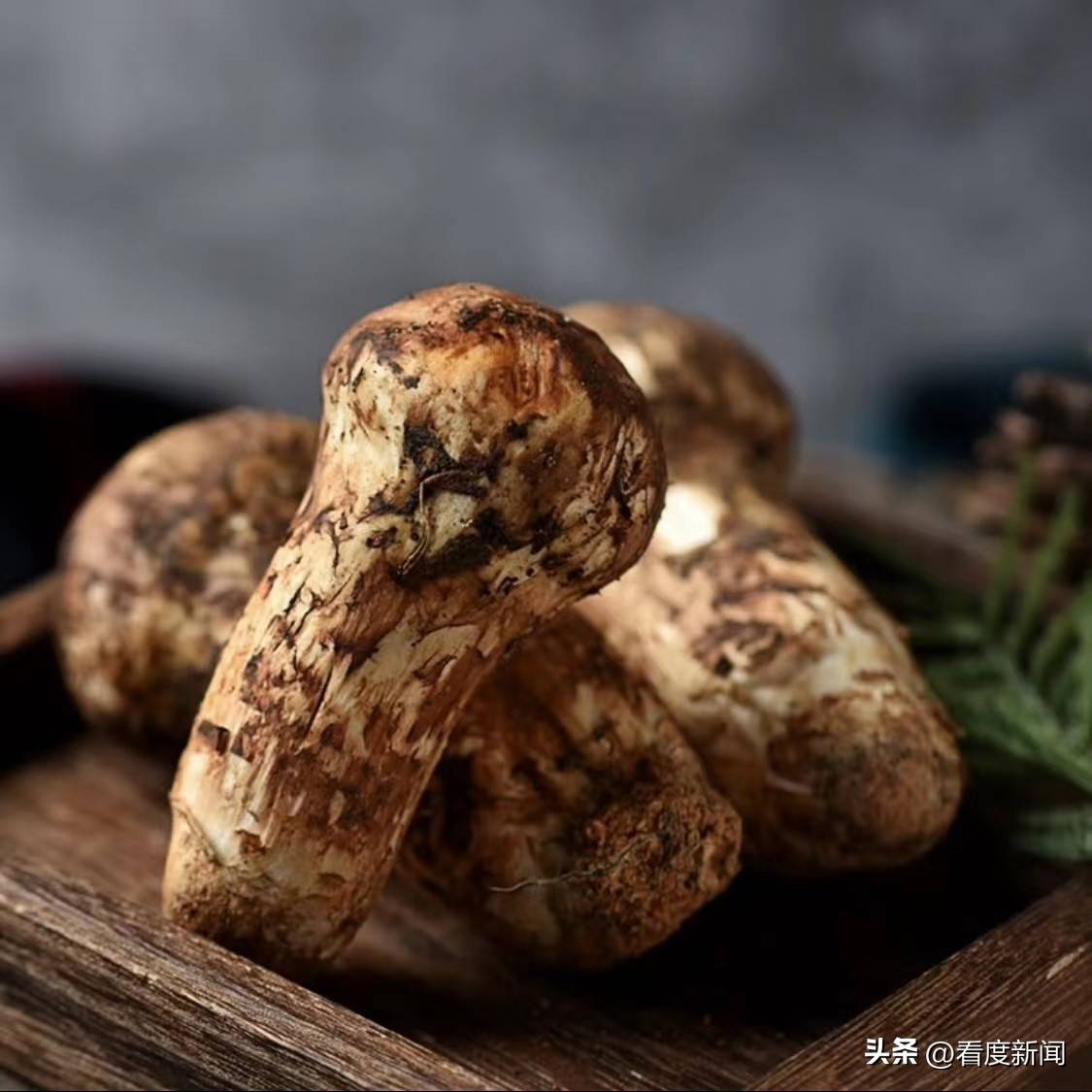 皇冠信用网正网_183元全网最低价 松茸品尝正当时皇冠信用网正网!