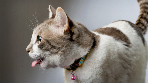 皇冠信用网结算日是哪天_你知道国际爱猫日是哪一天吗皇冠信用网结算日是哪天?