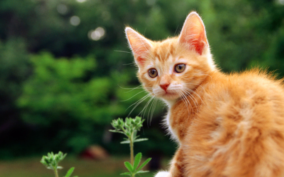 皇冠信用网结算日是哪天_你知道国际爱猫日是哪一天吗皇冠信用网结算日是哪天?