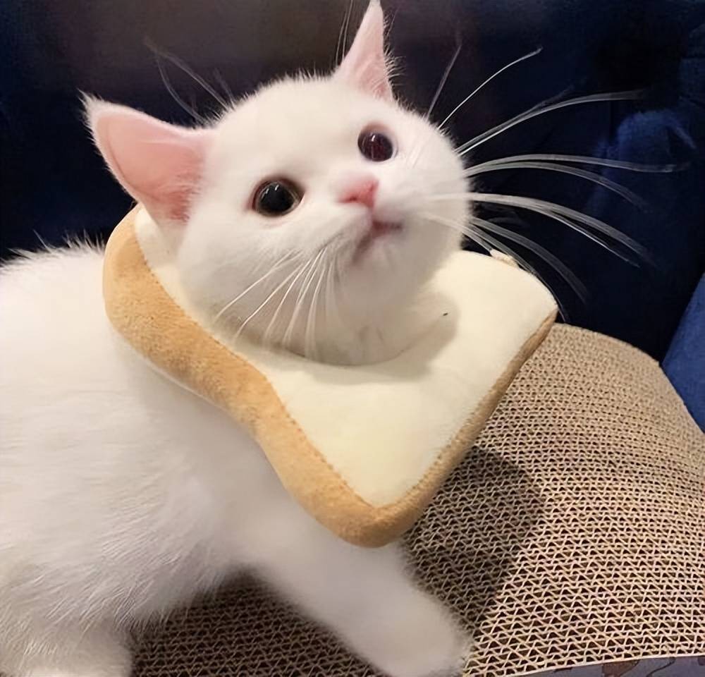 皇冠信用网在线申请_平安悦享白金卡权益多吗皇冠信用网在线申请?银行信用卡在线申请办理难不难?