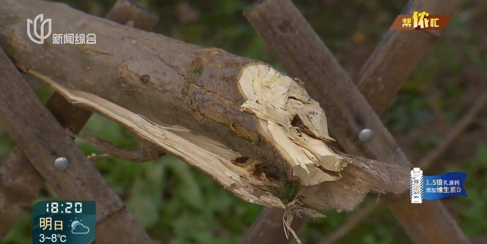 皇冠信用网在线开户_很多人还不知道!上海一居民砍掉自己在小区种的树皇冠信用网在线开户,或面临成倍处罚