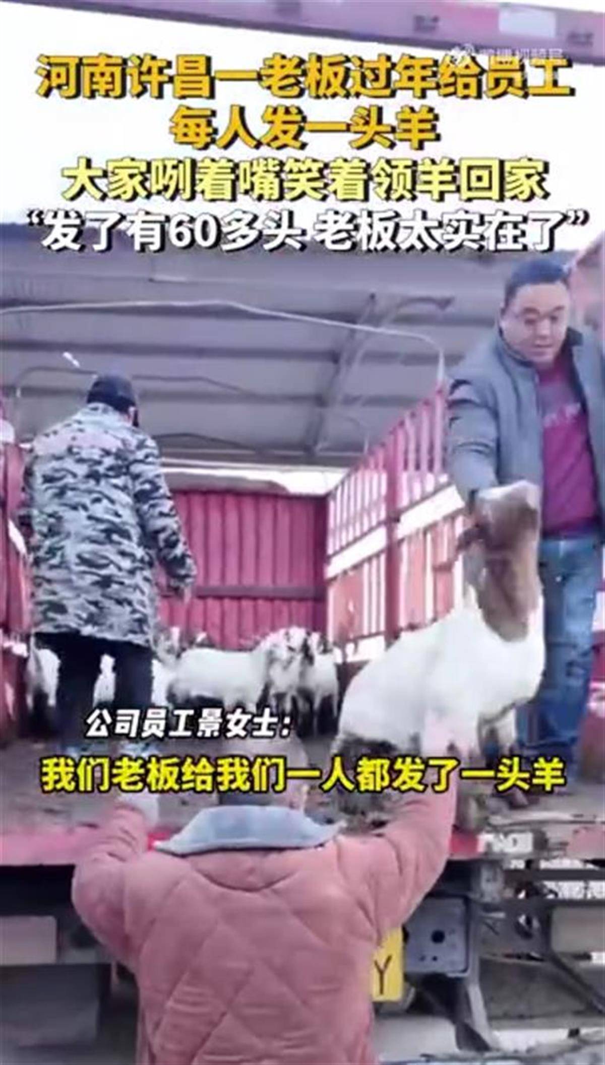 皇冠体育_河南一公司给60多名员工每人发一头羊皇冠体育,员工:太实在了,跟着老板有肉吃!