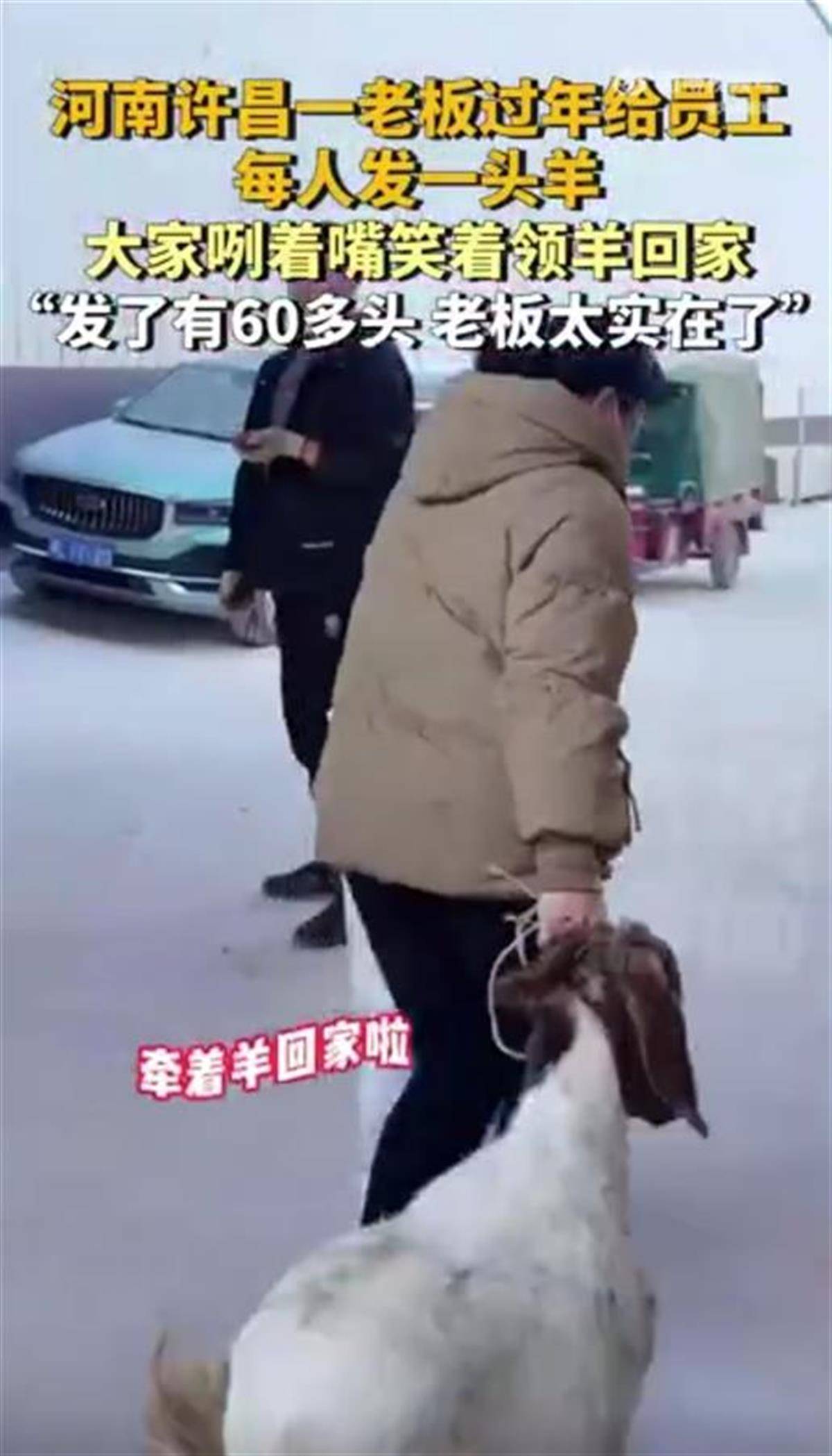 皇冠体育_河南一公司给60多名员工每人发一头羊皇冠体育,员工:太实在了,跟着老板有肉吃!