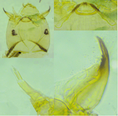 港盘马来盘印尼盘欧洲盘
_上海发现神秘生物港盘马来盘印尼盘欧洲盘
!中国从未记录!会咬人吗?官方回应!