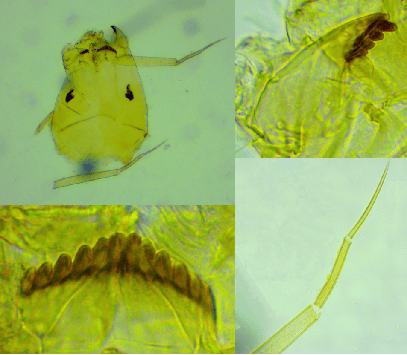 港盘马来盘印尼盘欧洲盘
_上海发现神秘生物港盘马来盘印尼盘欧洲盘
!中国从未记录!会咬人吗?官方回应!