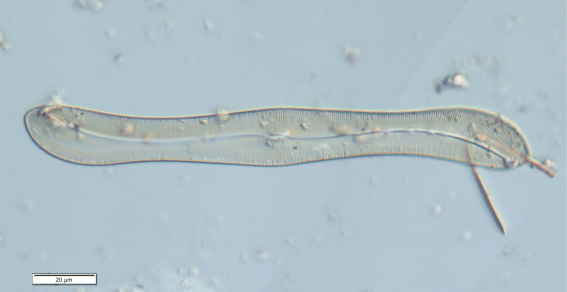 港盘马来盘印尼盘欧洲盘
_上海发现神秘生物港盘马来盘印尼盘欧洲盘
!中国从未记录!会咬人吗?官方回应!