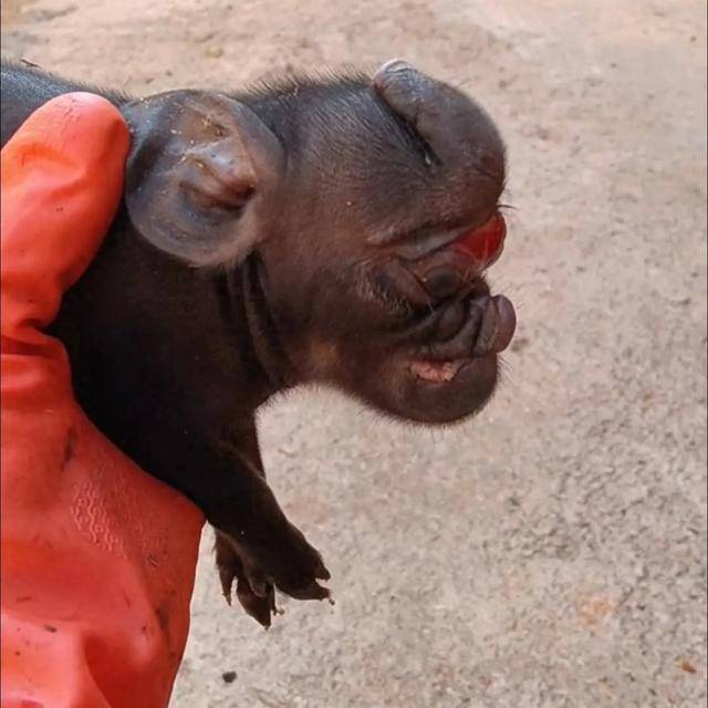 皇冠信用網登3代理
_猪生象?云南一母猪诞下两只猪仔形似大象皇冠信用網登3代理
,专家回应