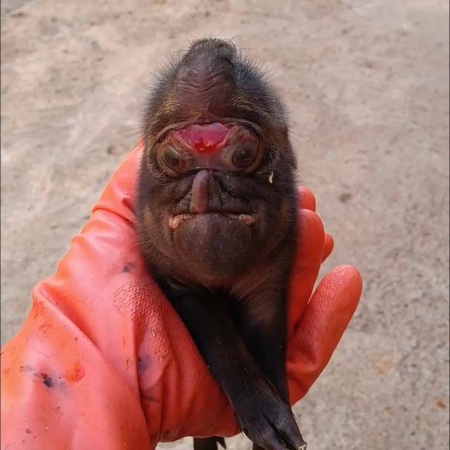 皇冠信用網登3代理
_猪生象?云南一母猪诞下两只猪仔形似大象皇冠信用網登3代理
,专家回应