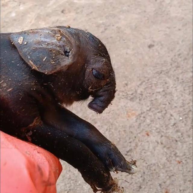 皇冠信用網登3代理
_猪生象?云南一母猪诞下两只猪仔形似大象皇冠信用網登3代理
,专家回应