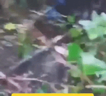 皇冠信用网怎么申请
_近日曝光！被印军包围皇冠信用网怎么申请
，两名落单解放军嘴咬手雷，誓死不当俘虏