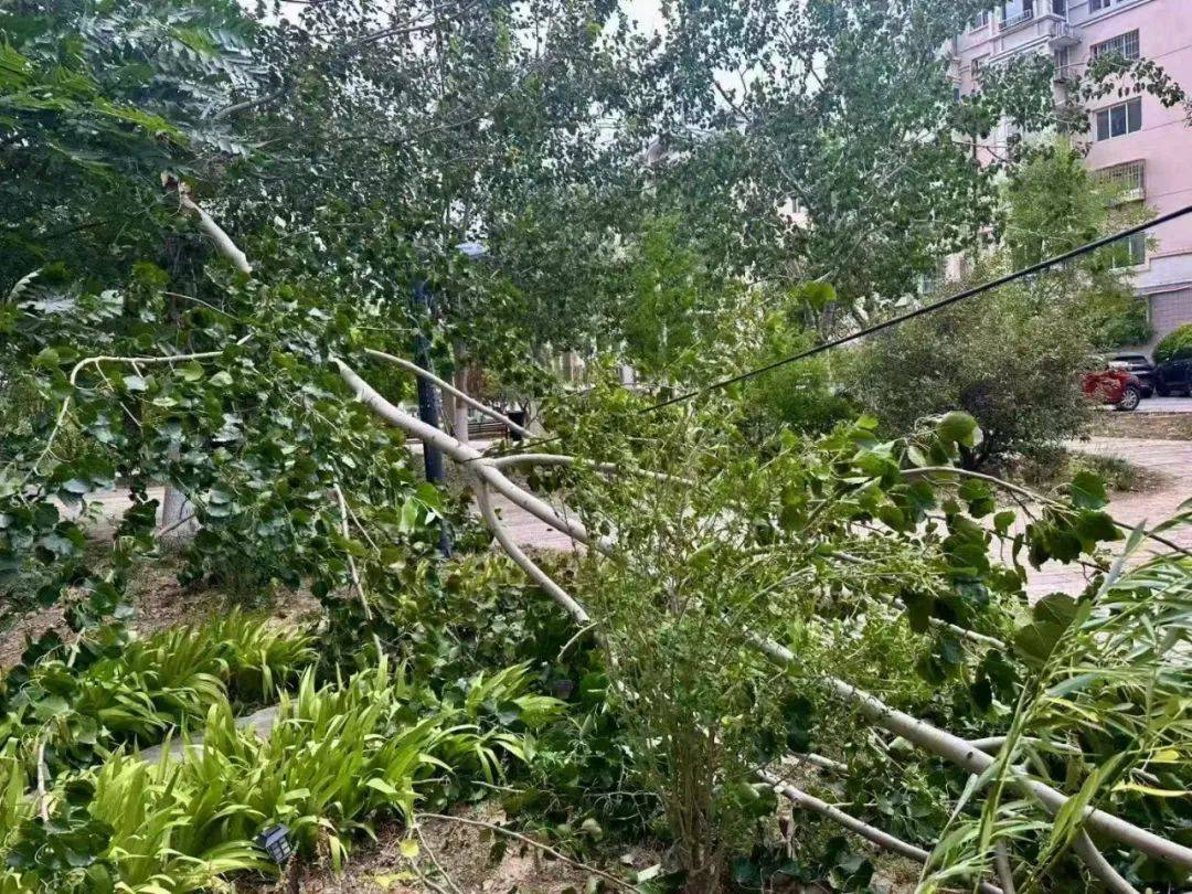 皇家马德里vs希拉尔_天津:雨下了皇家马德里vs希拉尔!树倒了!10级大风!黄色预警!