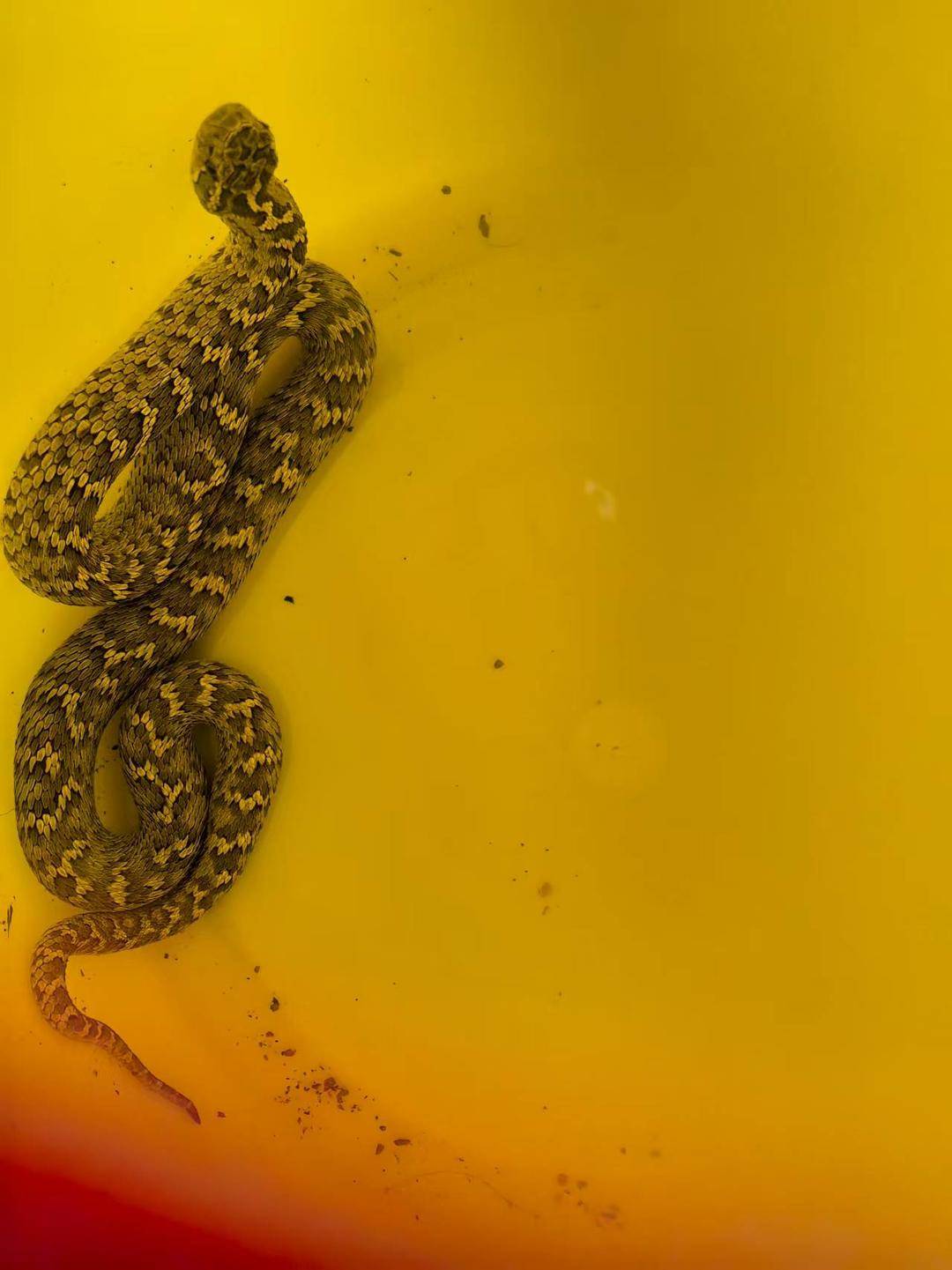 皇冠信用会员账号注册_青海一男子被罕见剧毒阿拉善蝮蛇咬伤皇冠信用会员账号注册,因无血清一度想放弃治疗 警车开道转运700公里救命