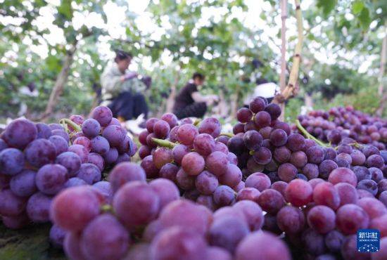 皇冠信用开户
_立秋农事正当忙