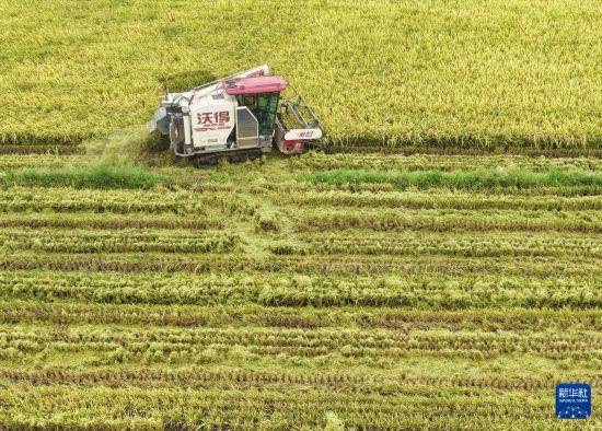 皇冠信用开户
_立秋农事正当忙