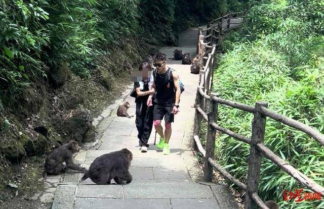 卡迪夫城vs切尔滕汉姆
_揭秘峨眉山陪爬团队：已陪爬千名游客九成为女性卡迪夫城vs切尔滕汉姆
，不会主动拉背扛抱，主要保障安全