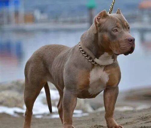 信用平台出租
_上海老太擅闯鱼塘摘粽叶信用平台出租
,被两条恶霸犬咬死,责任如何划分?